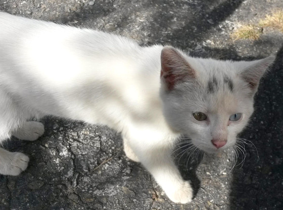 Luna, Rescued Kitten Luna, Rescued Kitten